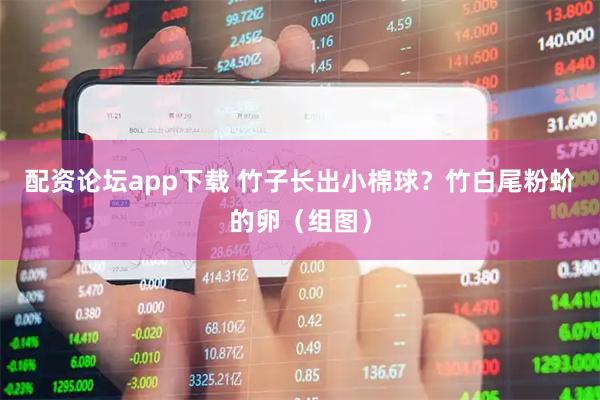 配资论坛app下载 竹子长出小棉球？竹白尾粉蚧的卵（组图）